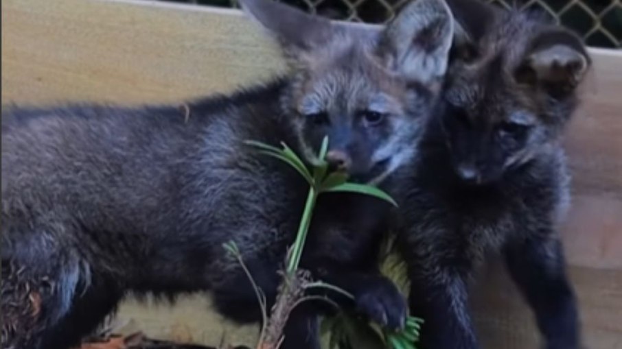 Apostando na Sorte: A Natureza no Comando - inspiração 1