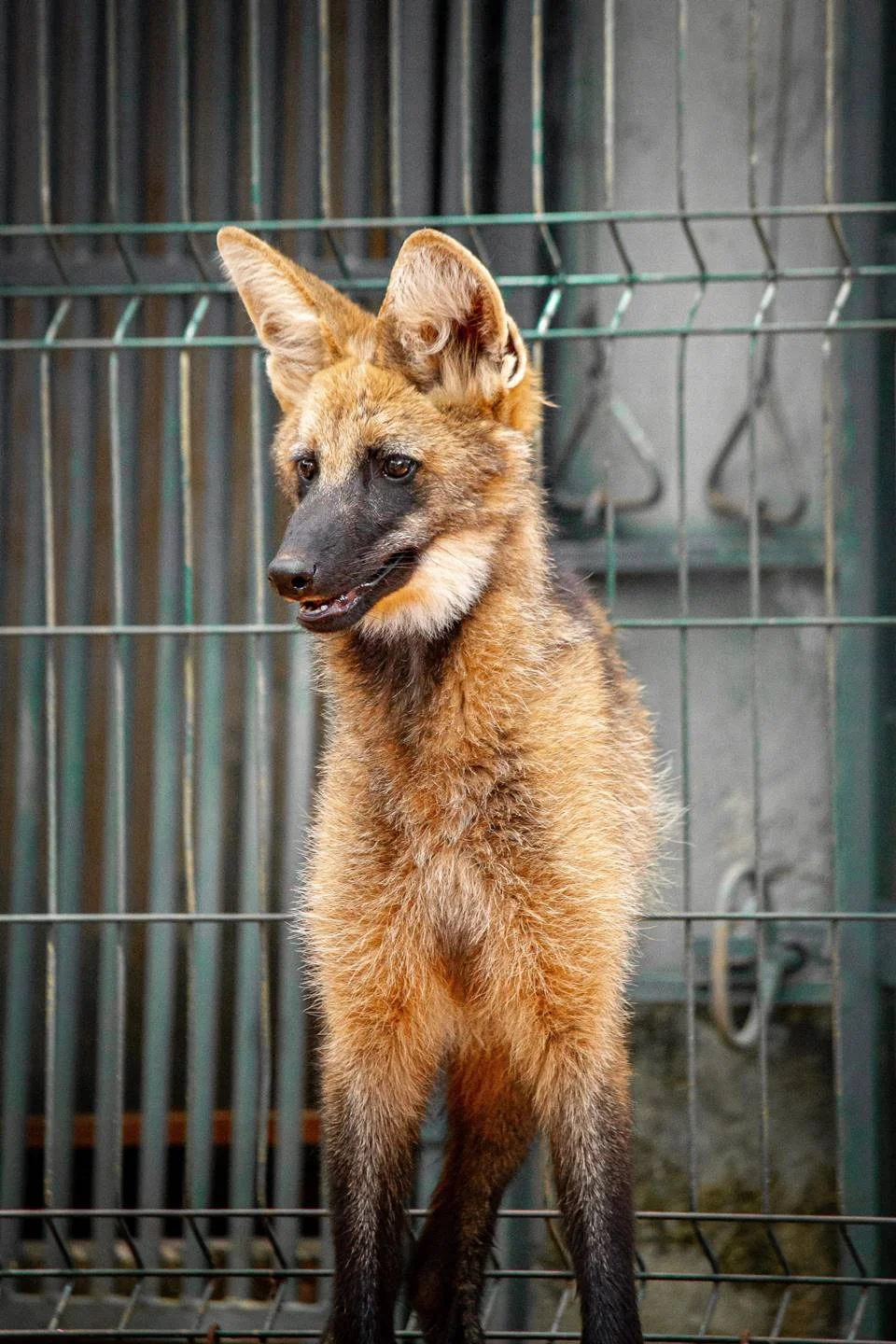 Apostando na Sorte: A Natureza no Comando - inspiração 2