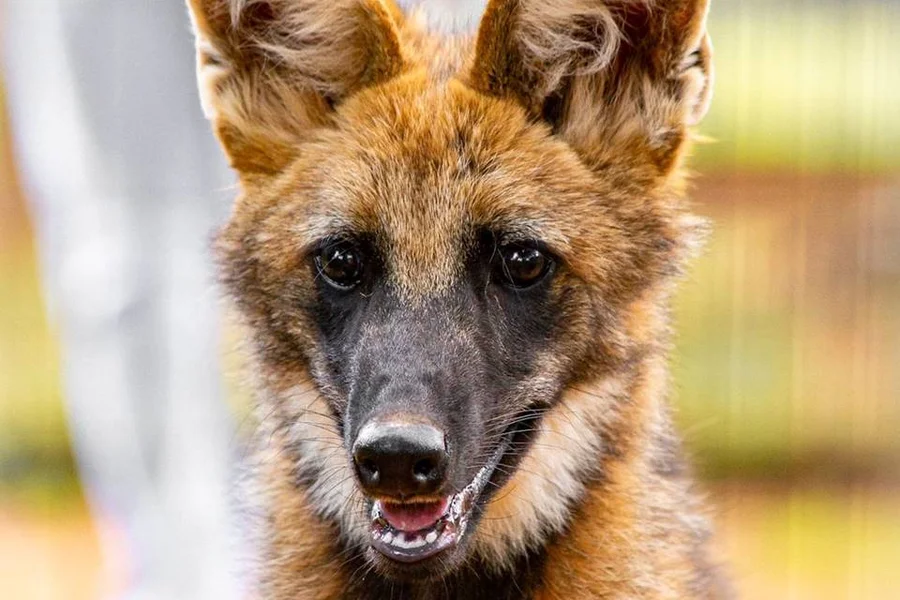 Parques e Unidades de Conservação: Seus Pontos de Observação Principais - inspiração 1