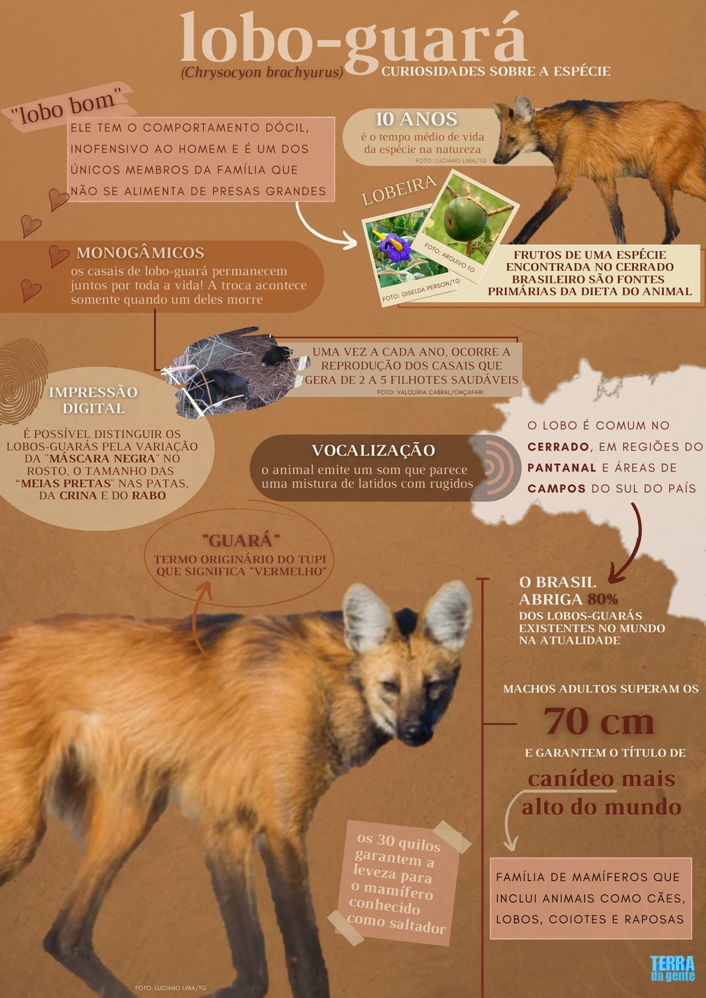 Equipamentos Indispensáveis: Binóculos e Câmera, Seus Aliados - inspiração 1