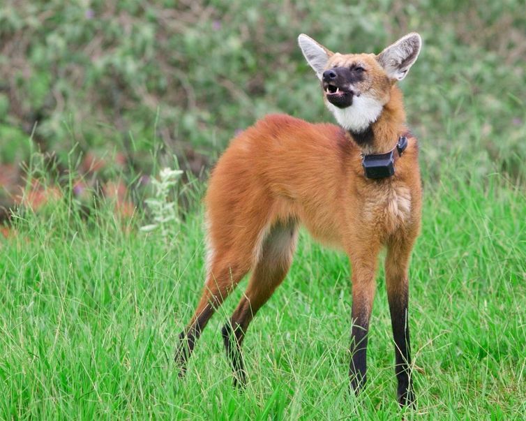 Comportamento Observado: Entendendo os Sinais Naturais - inspiração 2
