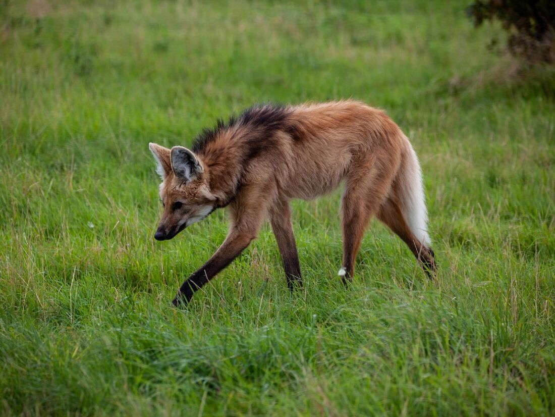 A Distância Segura: Preservando o Bem-Estar do Lobo - inspiração 1