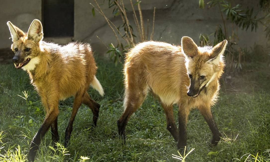 A Distância Segura: Preservando o Bem-Estar do Lobo - inspiração 2