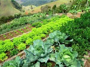 Escolhendo o Local Ideal: A Primeira Mão na Sua Horta em Declive - inspiração 1