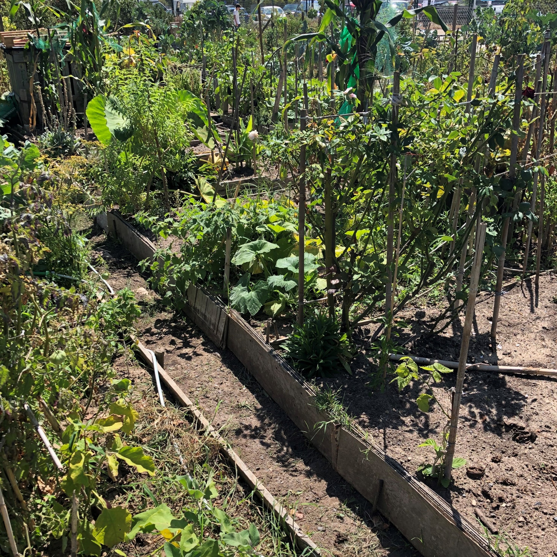 Sistema de Irrigação Inteligente: Água na Medida Certa - inspiração 2