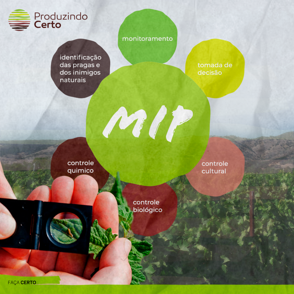 O Papel do Ambiente: Limpeza Que Afasta Pragas - inspiração 2