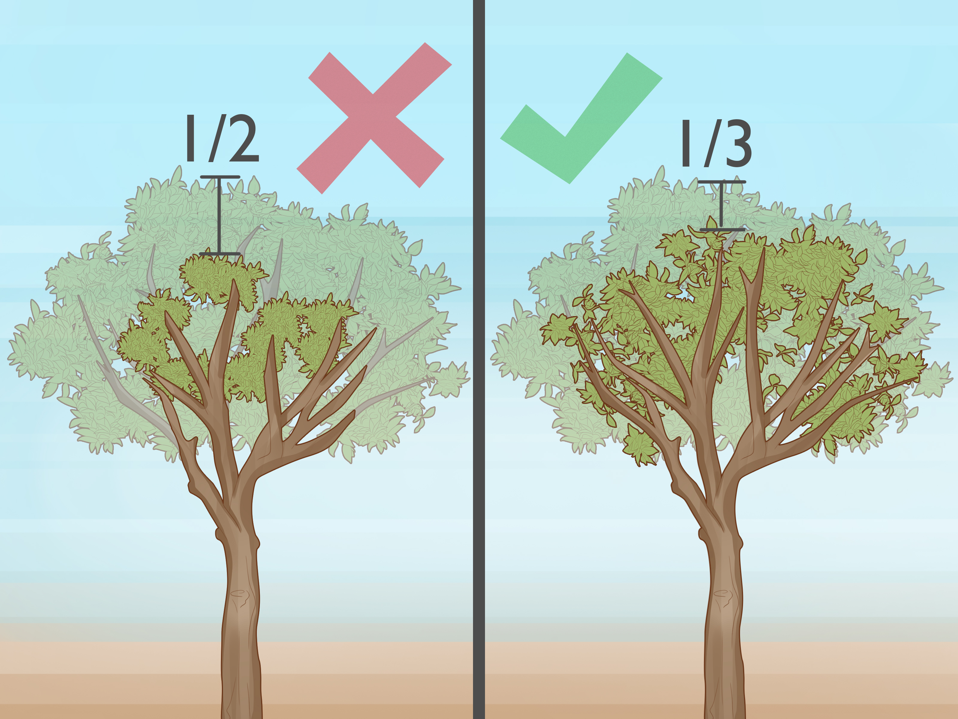 Por Que a Poda é Essencial para Laranjeiras? - inspiração 1