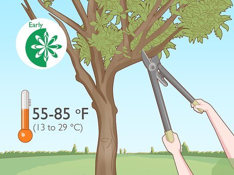 Por Que a Poda é Essencial para Laranjeiras? - inspiração 2