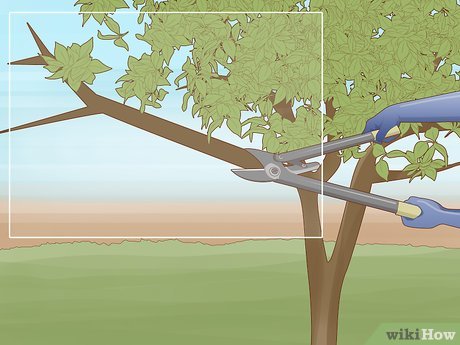 Poda de Limpeza: Removendo Galhos que Roubam Energia - inspiração 1