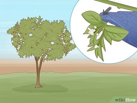 Poda de Produção: Estimulando a Frutificação Ideal - inspiração 1