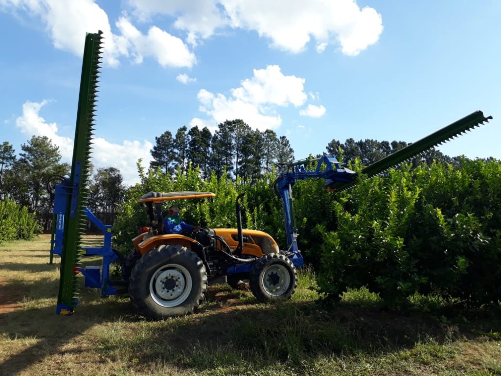 Como Identificar os Galhos Certos para Podar - inspiração 2