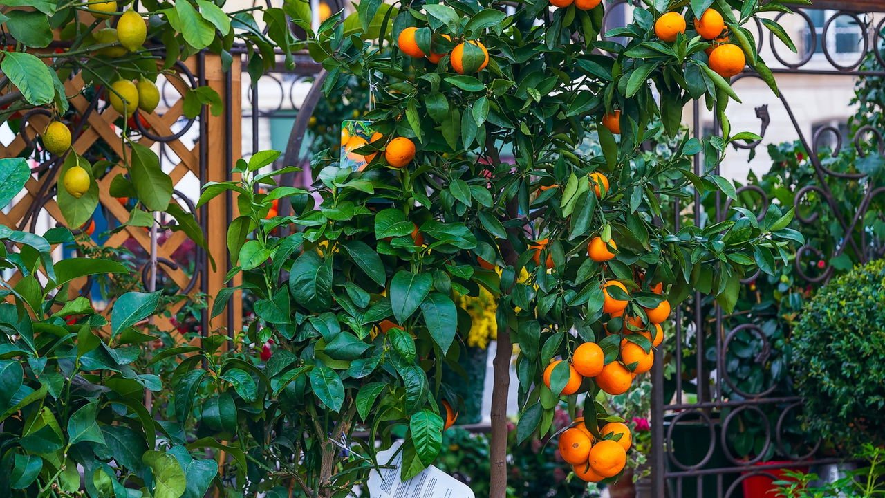 Ferramentas de Poda: O Que Você Precisa Ter - inspiração 1