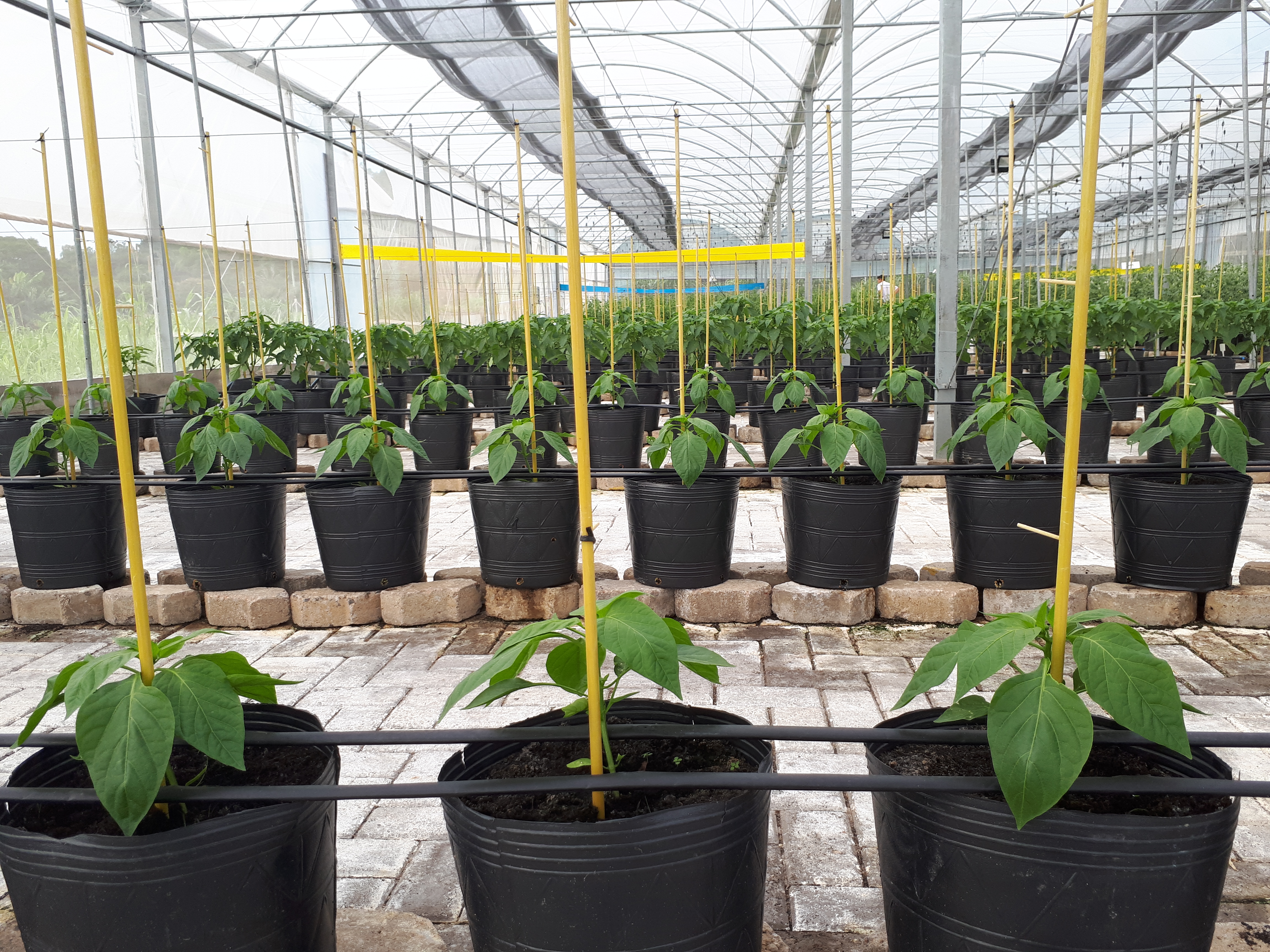 9. Integração com a Fonte de Água: Conectando o Sistema à Torneira ou Reservatório - inspiração 1