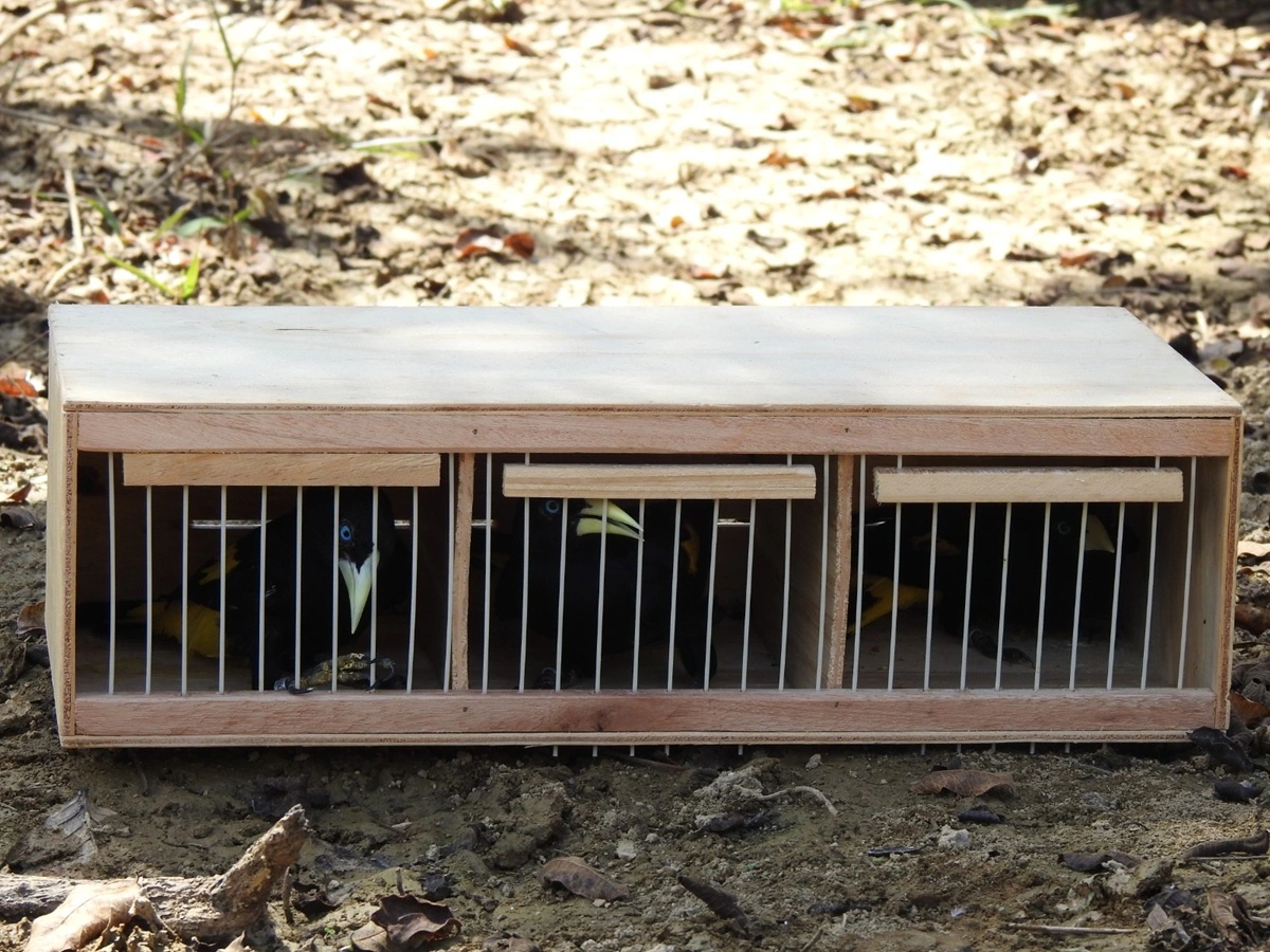 Gerenciamento de Espécies Ameaçadas e Biodiversidade - inspiração 2