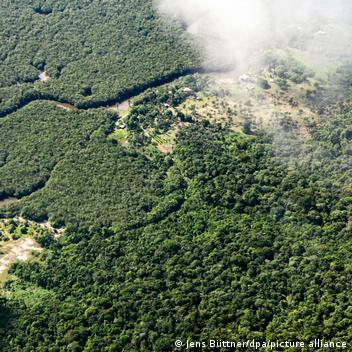 Benefícios Diretos para a Conservação da Floresta - inspiração 1