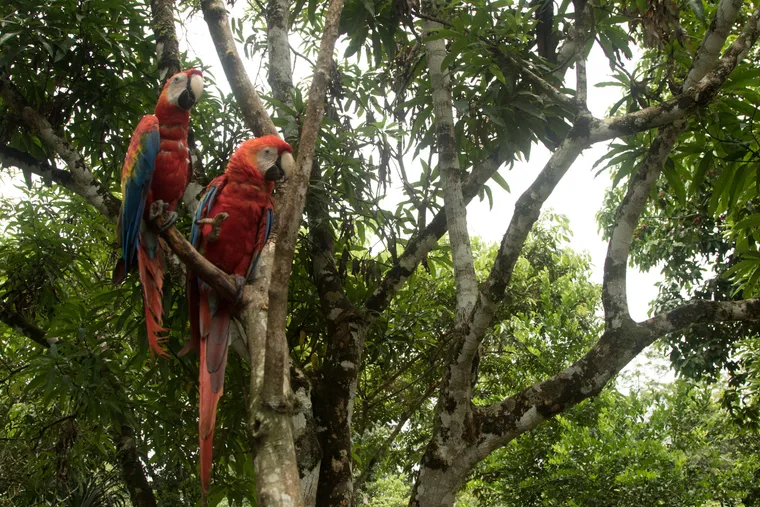 A Relação do Fundo com o Combate ao Desmatamento - inspiração 2