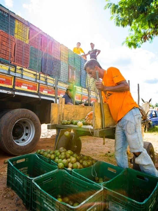 Armazenamento do Pequi: Dicas para Manter o Frescor - inspiração 1