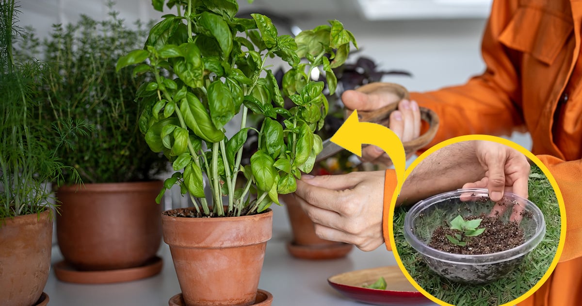 Preparando o Terreno: A Base para um Manjericão Saudável - inspiração 1