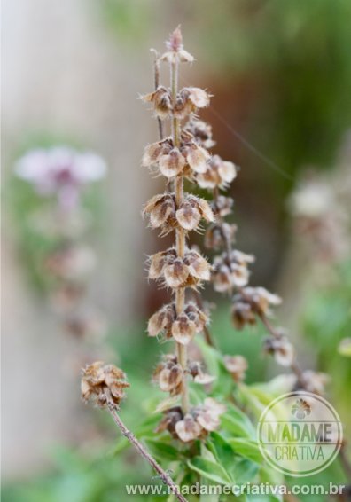 Preparando o Terreno: A Base para um Manjericão Saudável - inspiração 2