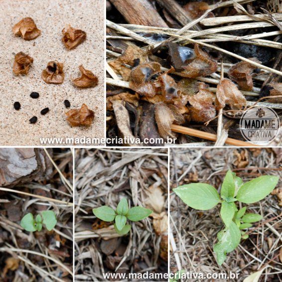 Rega Ideal: O Segredo para Raízes Fortes e Folhas Vibrantes - inspiração 1