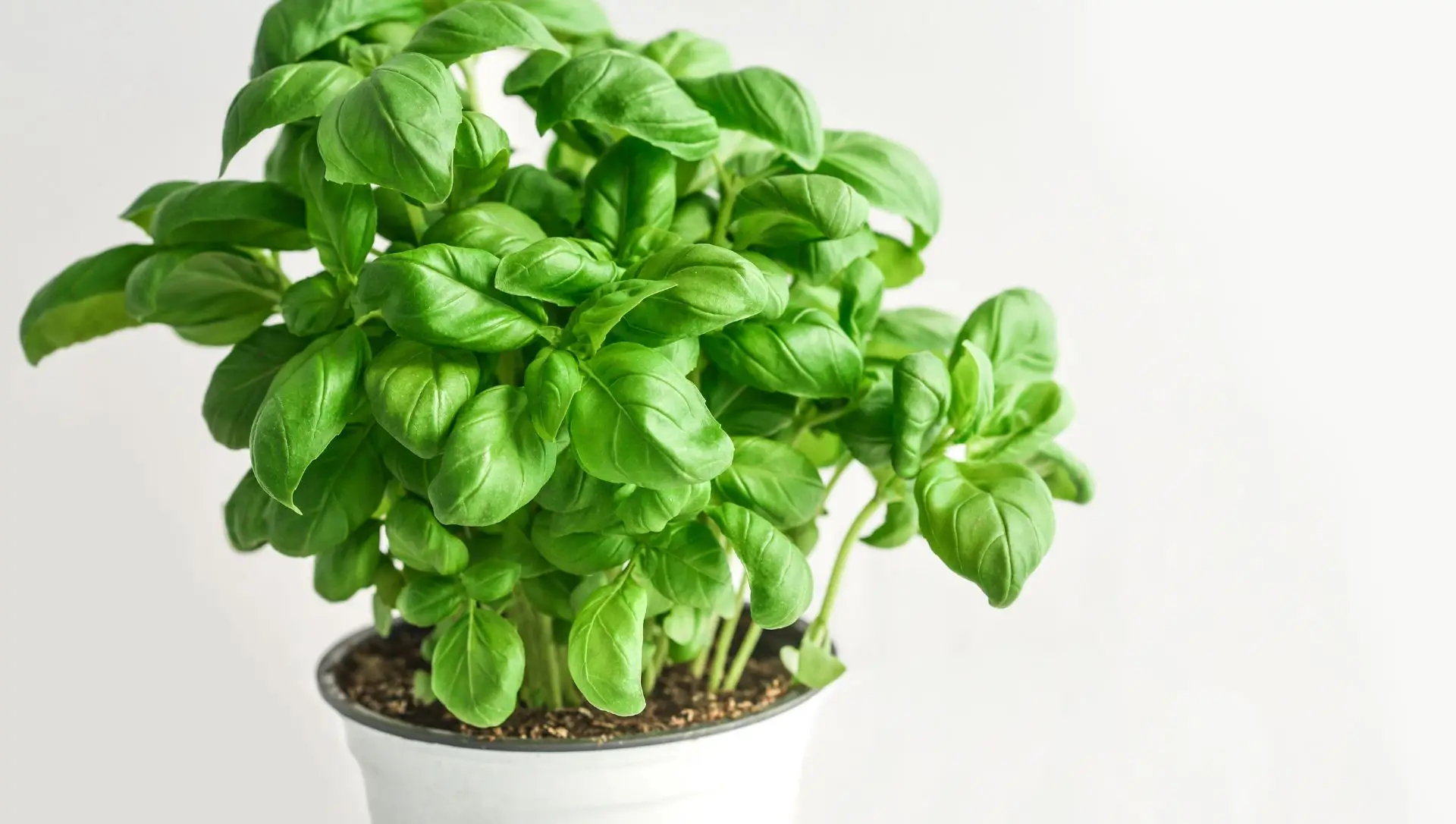 Rega Ideal: O Segredo para Raízes Fortes e Folhas Vibrantes - inspiração 2