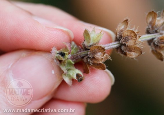 Identificando e Lidando com Inimigos: Pragas e Doenças - inspiração 2