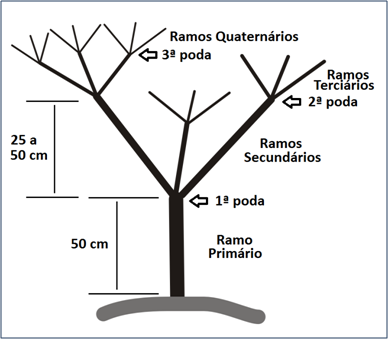 Por Que a Formação da Sua Árvore Frutífera é Crucial? - inspiração 2