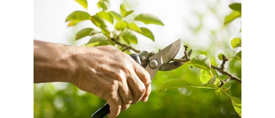 Os Primeiros Anos: Moldando a Estrutura Base da Sua Frutífera - inspiração 1