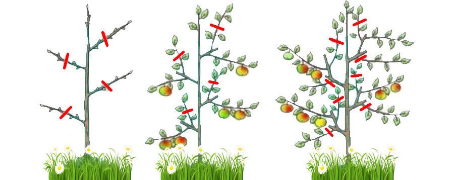 Os Primeiros Anos: Moldando a Estrutura Base da Sua Frutífera - inspiração 2