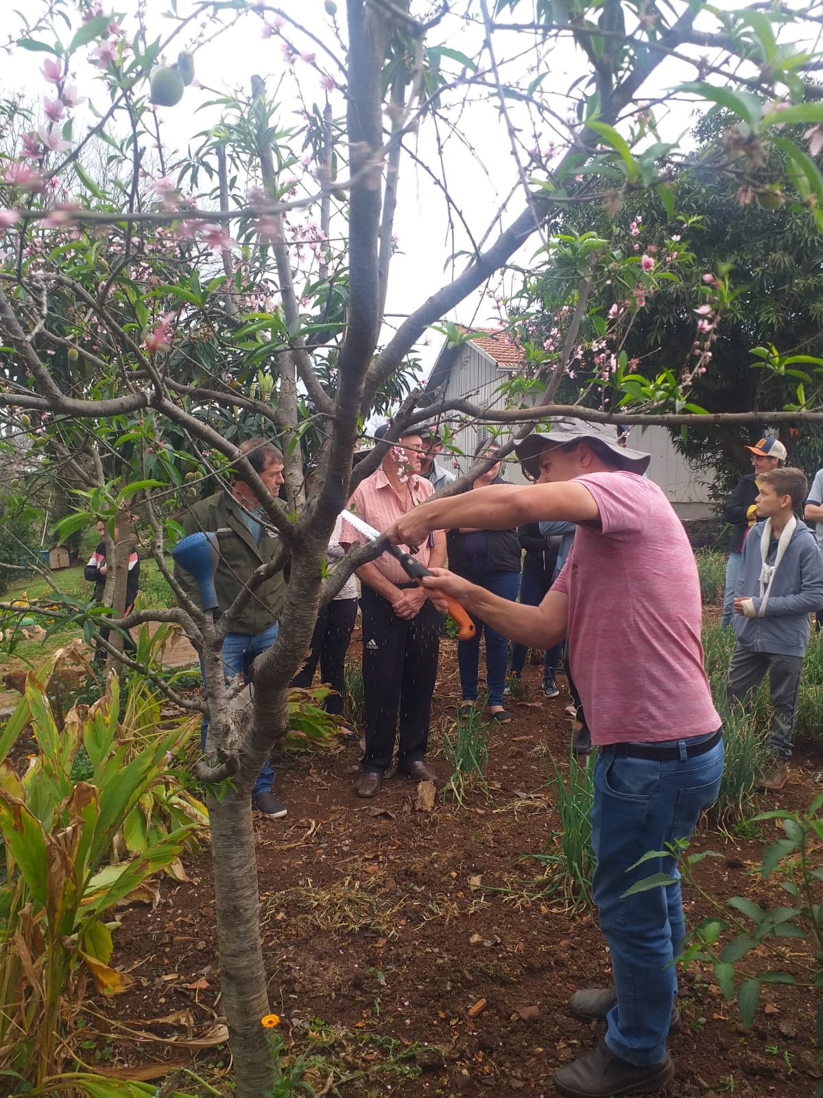 A Poda de Formação em Espécies Comuns: Macieiras e Pereiras - inspiração 1