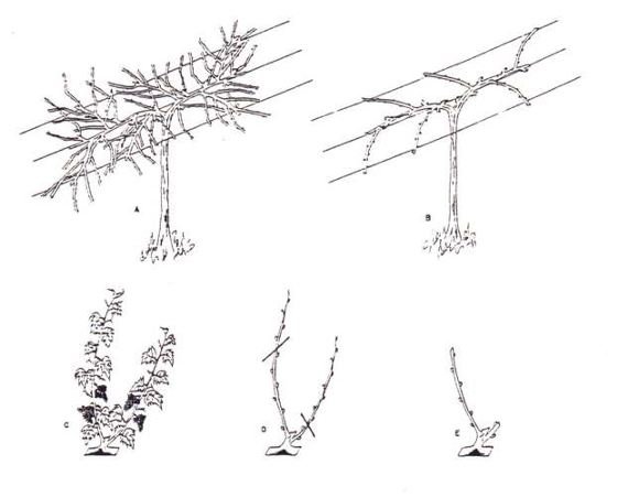 Adaptações para Cítricos: O Jeito Certo de Formar Limoeiros e Laranjeiras - inspiração 2