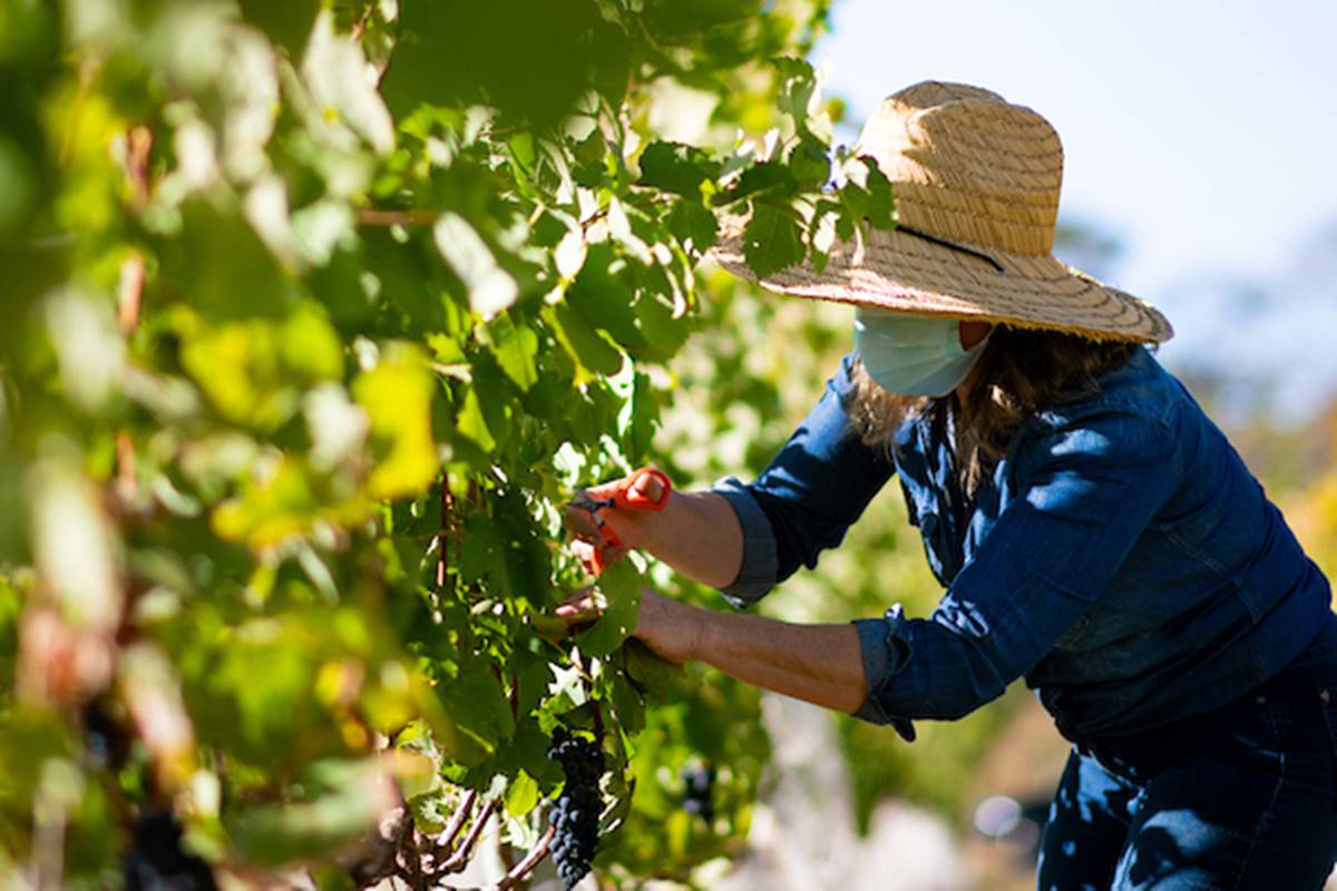 Vinícolas Pet-Friendly: Leve seu Companheiro de Quatro Patas - inspiração 2