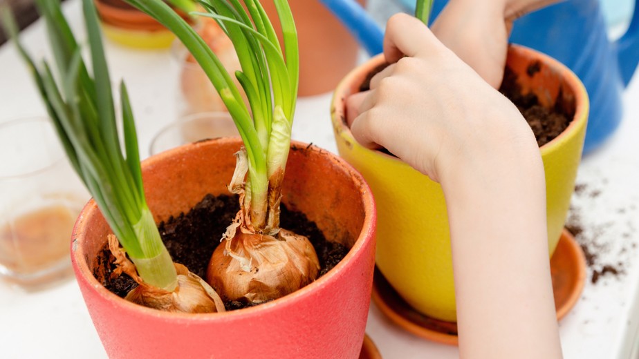 Escolha da Variedade Certa: A Base do Sucesso - inspiração 2