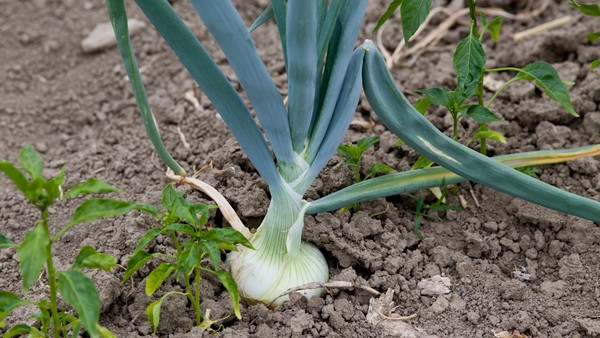 O Plantio Ideal: Momento e Profundidade - inspiração 1