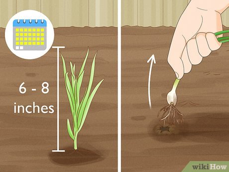 Rega Consciente: Nem Demais, Nem de Menos - inspiração 2