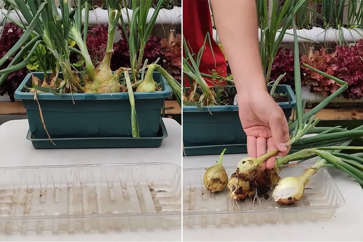 Atenção à Exposição Solar - inspiração 2