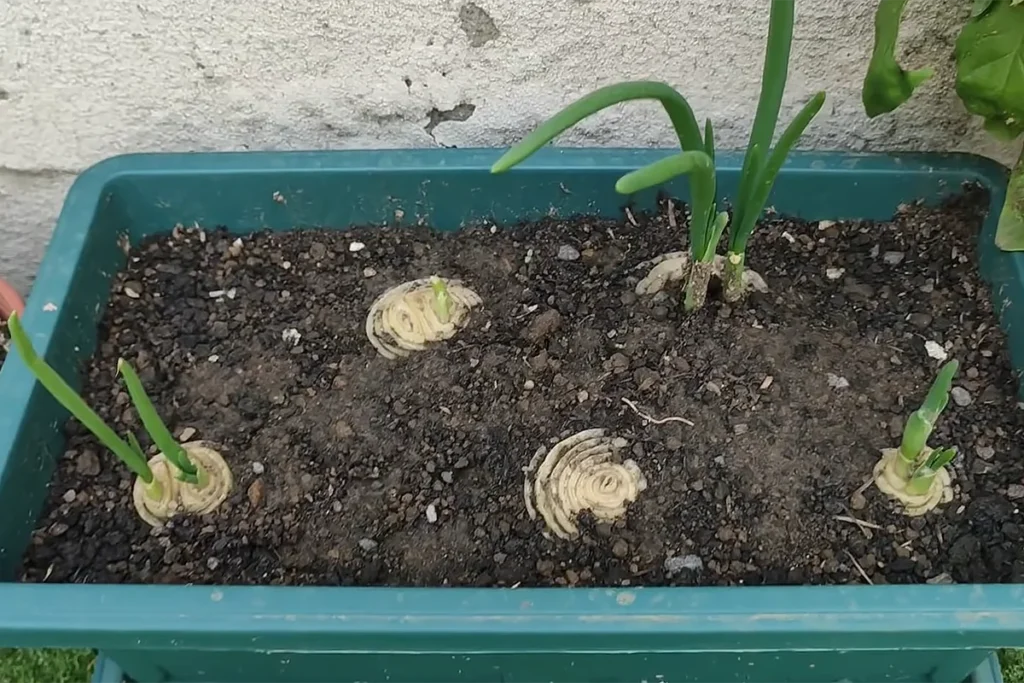 O Momento Certo da Colheita - inspiração 1