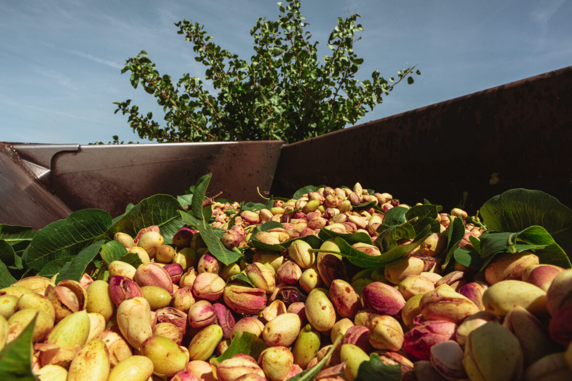 Colheita Eficiente: Valorizando Seu Esforço - inspiração 1