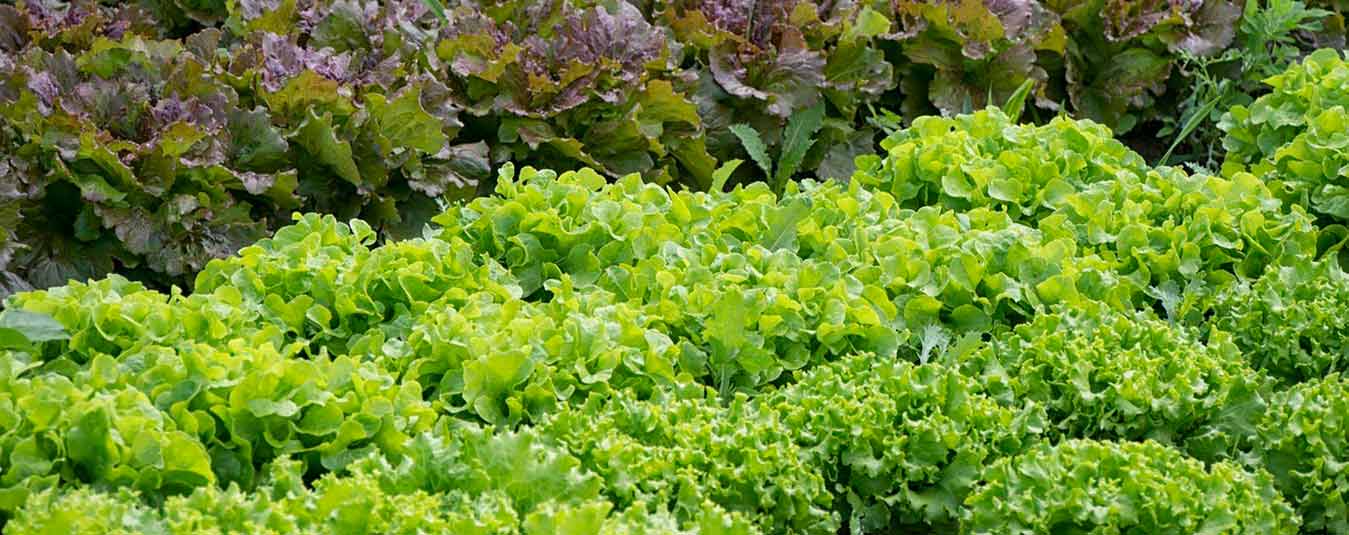 Irrigação: Nem de Menos, Nem de Mais - inspiração 2