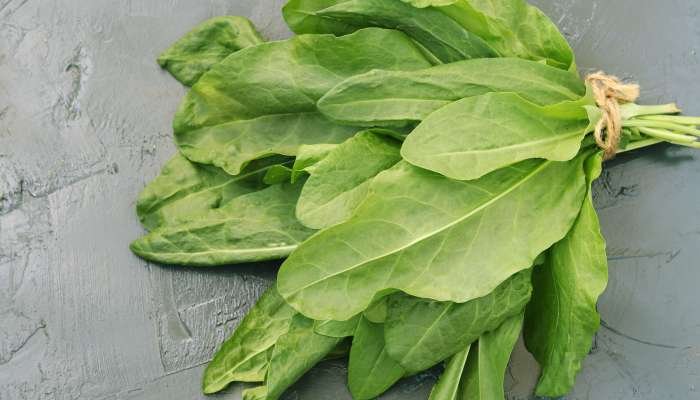 Nutrição Essencial: Fertilização Estratégica - inspiração 2