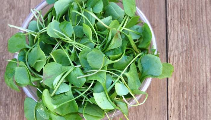 Rotação de Culturas: Evitando o Exaustão do Solo - inspiração 1