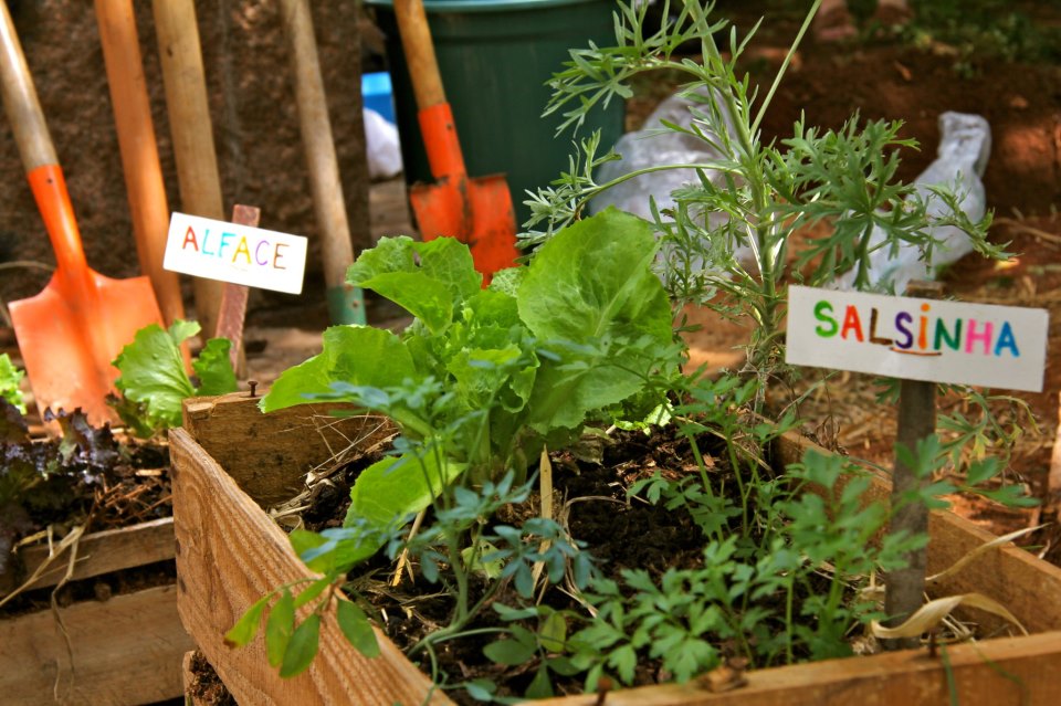 Alface: Frescor que Cresce Rápido - inspiração 1