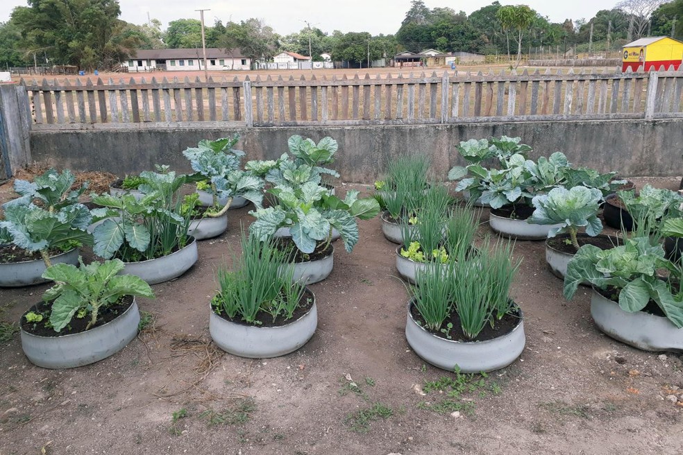 Pimentão Doce: Cores Vibrantes para um Projeto Colorido - inspiração 1