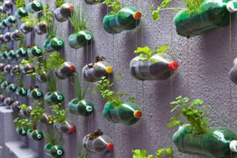 Rúcula: Um Toque Picante para Saladas e Aprendizado - inspiração 2