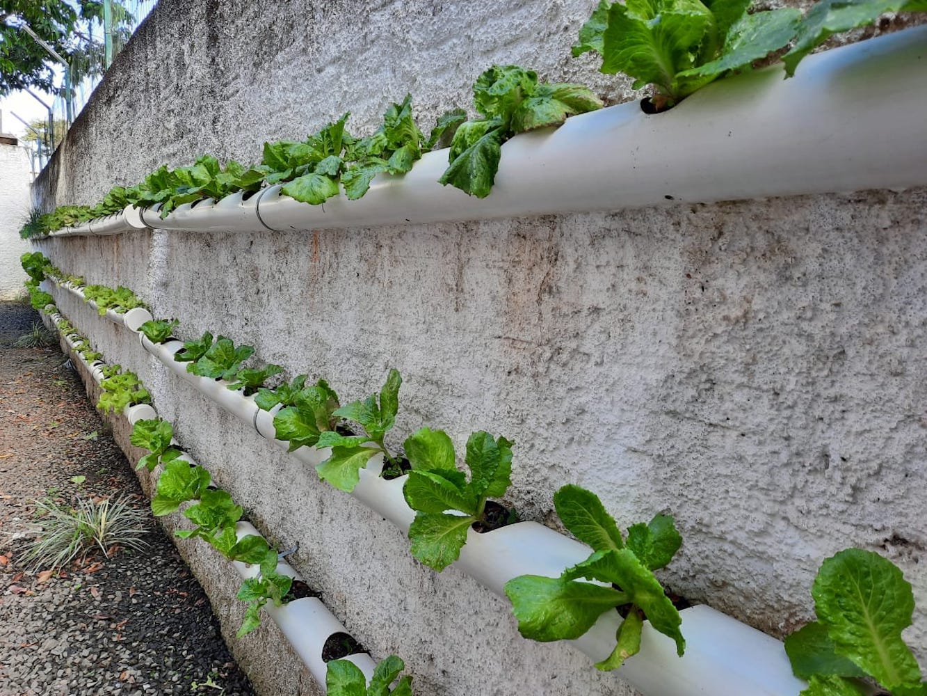 Couve: Resistente e Rica em Vitaminas - inspiração 1