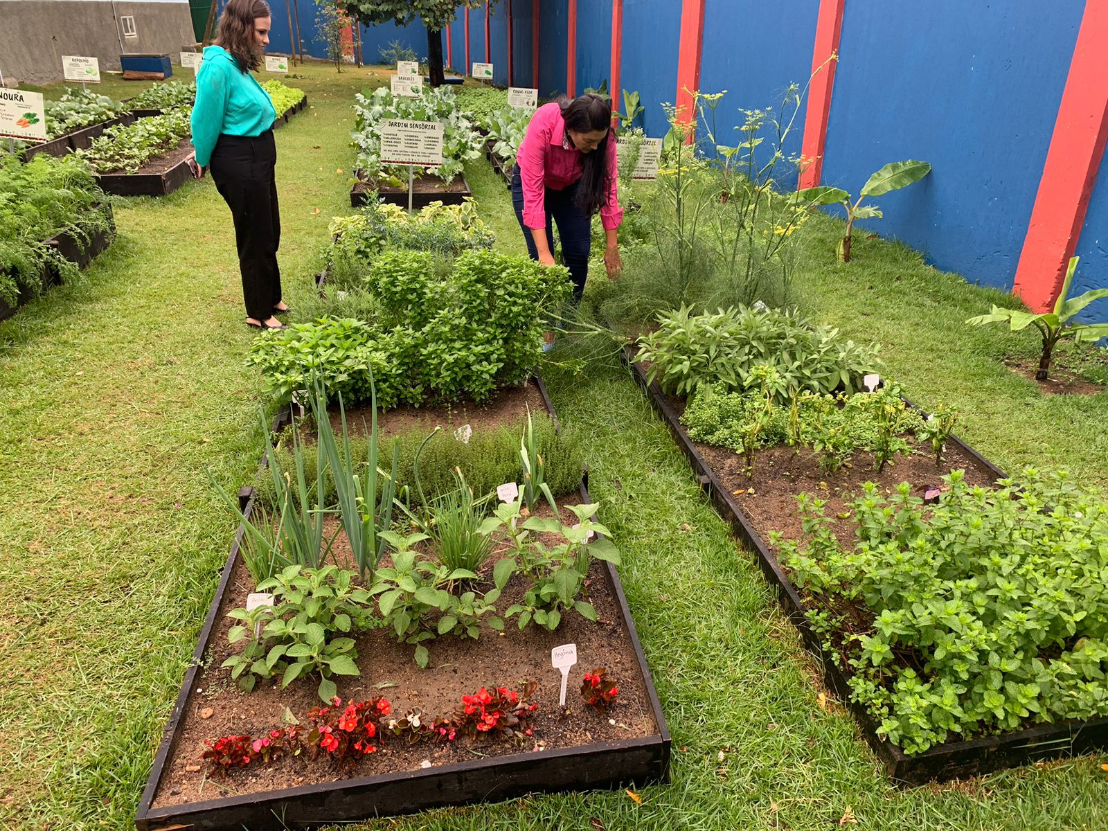 Tomate Cereja: Doce e Atraente para os Pequenos Jardineiros - inspiração 1