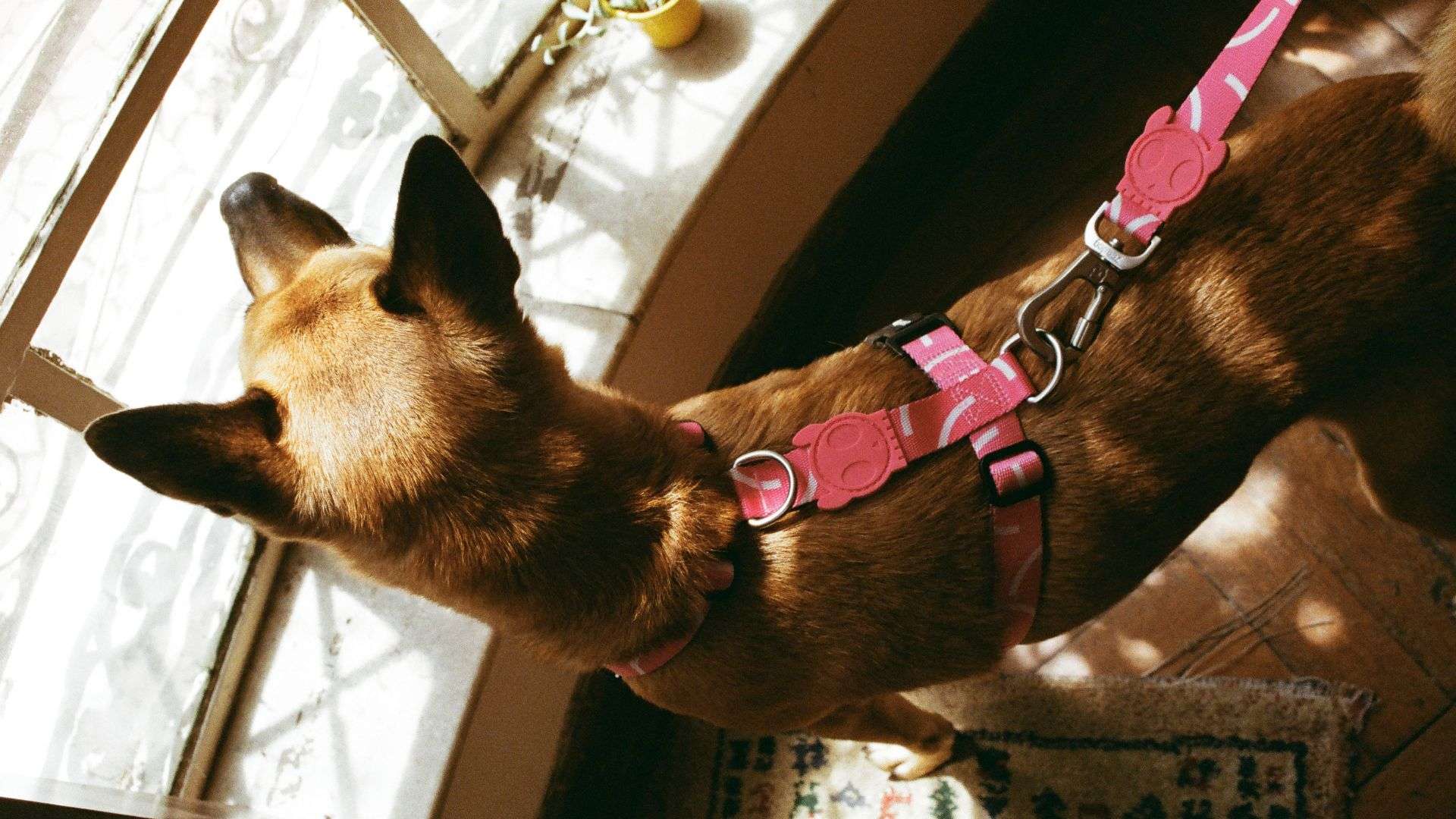 Os erros mais comuns no adestramento de filhotes e como evitá-los