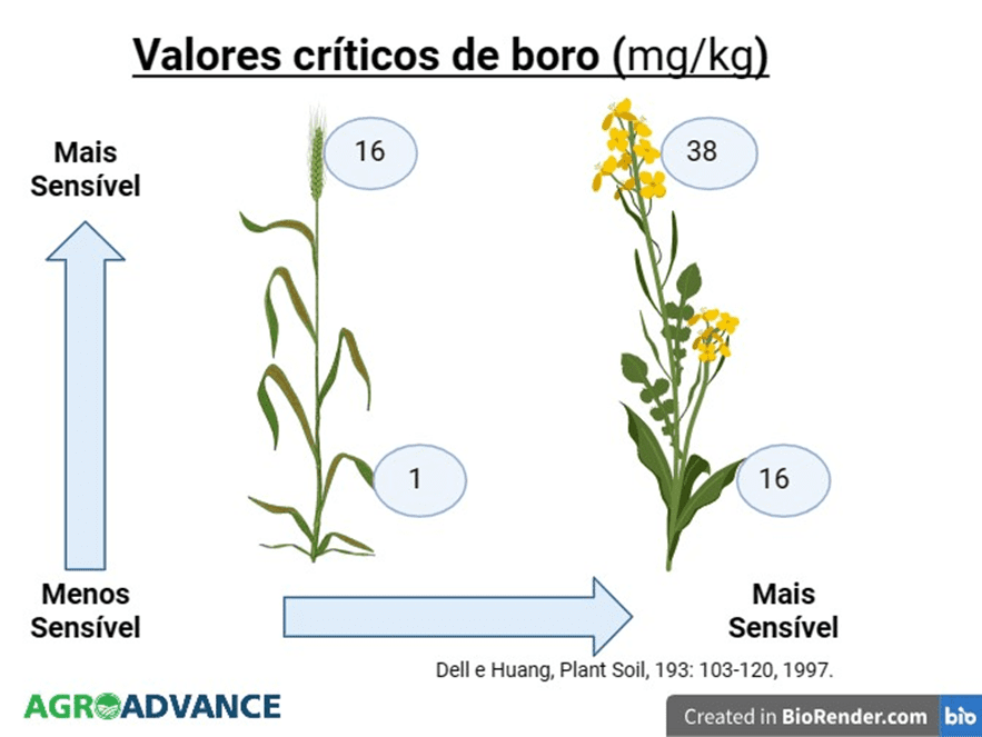 Como identificar e corrigir a deficiência de boro no girassol
