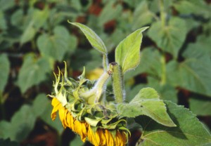 Guia completo: Aplicação de boro via solo vs. foliar em girassol