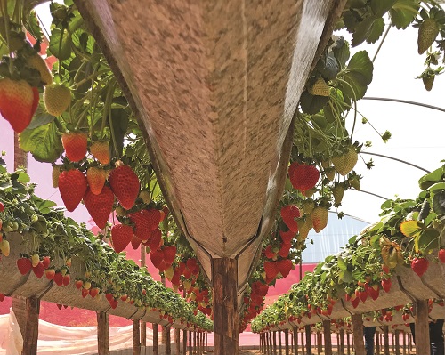 adubação de cálcio para morangueiro